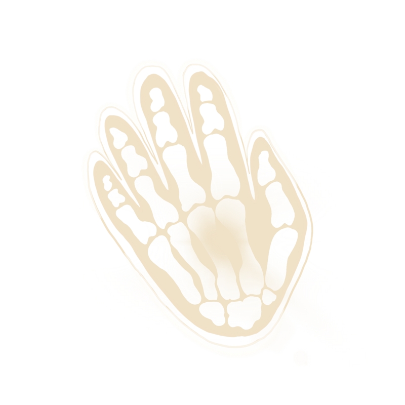 illustration of a skeletal hand
