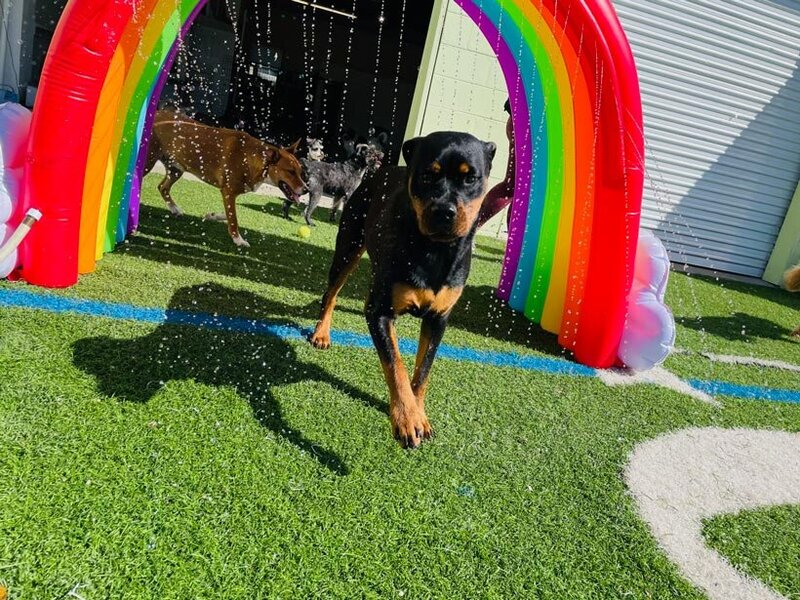 J-Tails-Doggy-Daycare-sprinkler-St-Pete-Florida