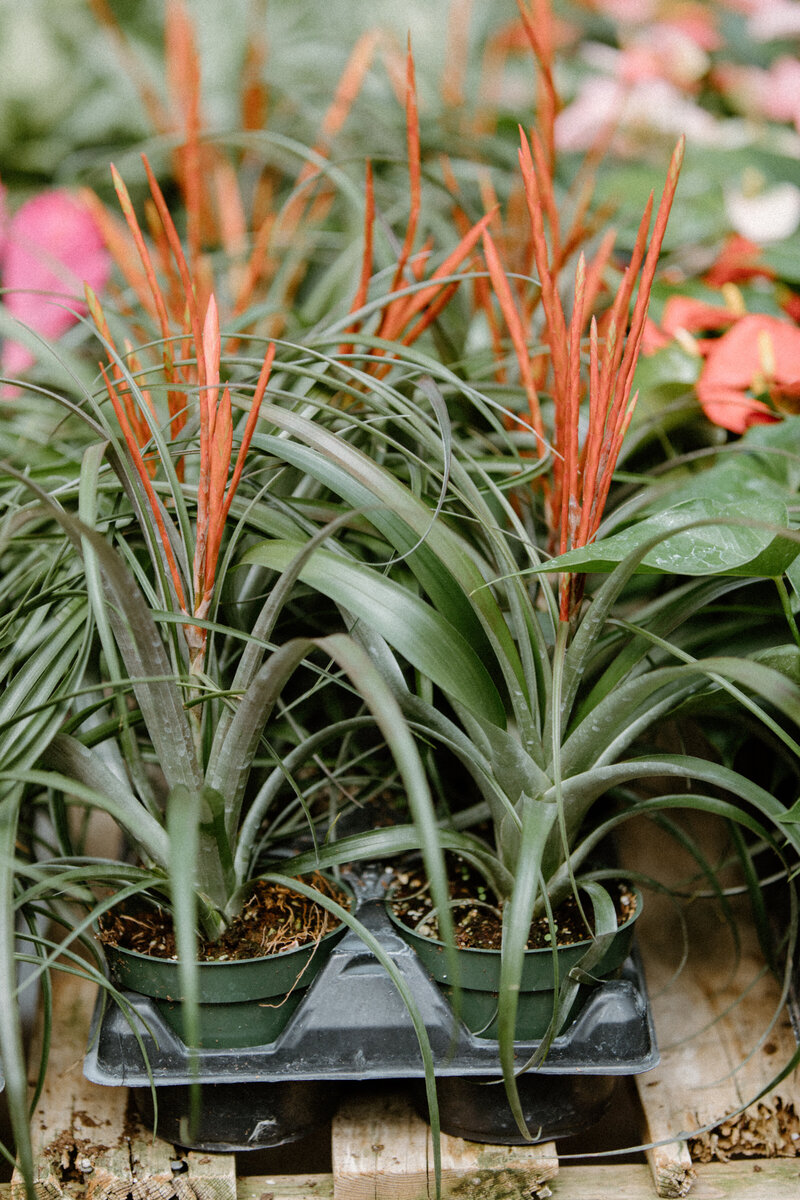 Home Pete's Greenhouse