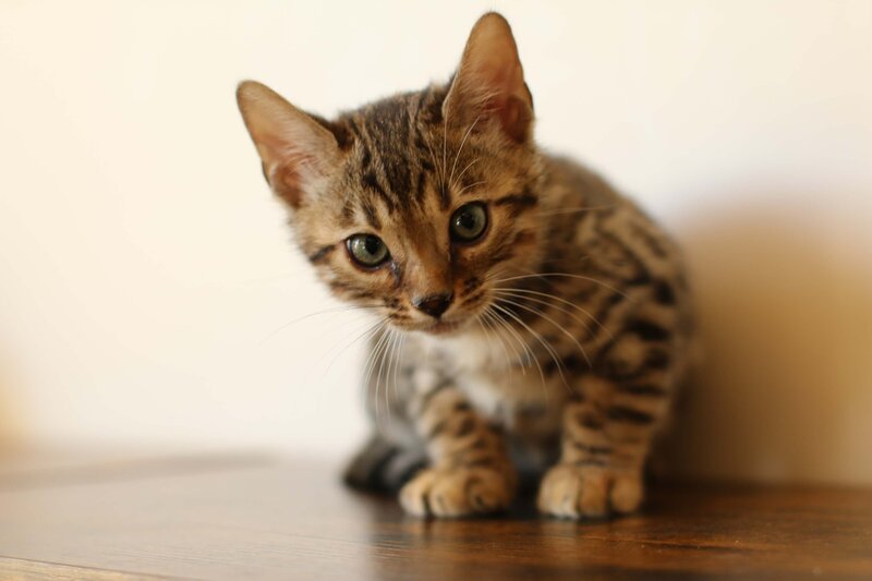 Diva x Bronco_Green_3