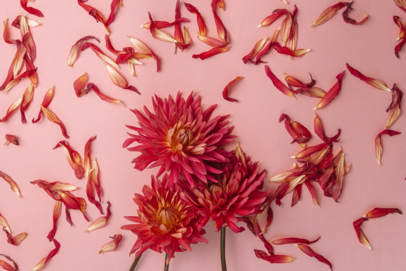 3 dark pink and reddish flowers laying against a pink background with petals scattered all over