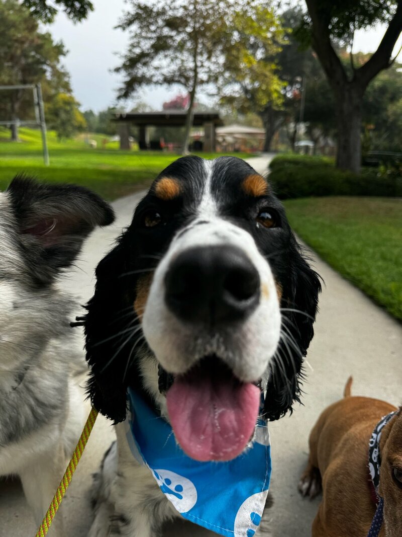 The Best Dog Walking, Training, Boarding. and Mobile Dog Grooming in