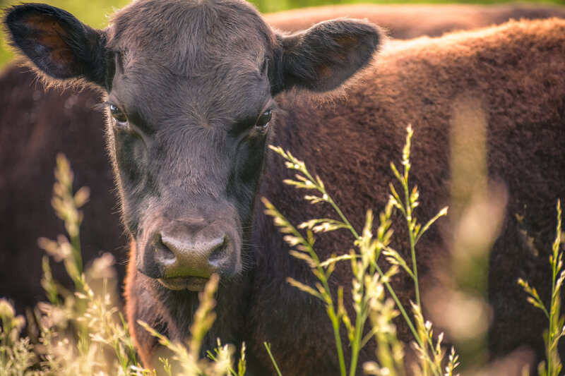 Cows-2