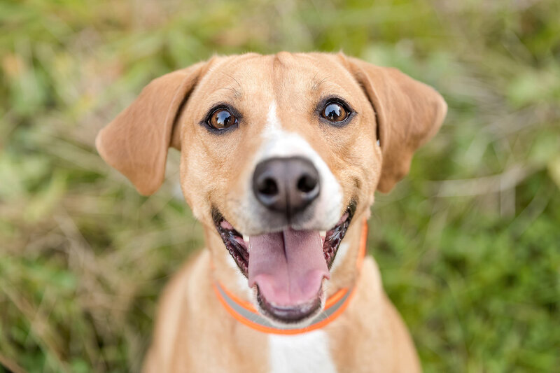 brown and white dog close up happy