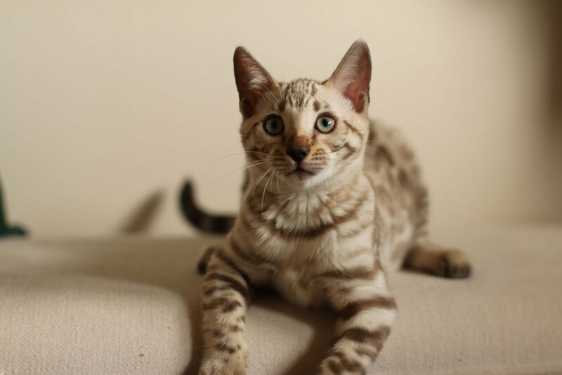 Kiara x Benny_Snow Girl_2