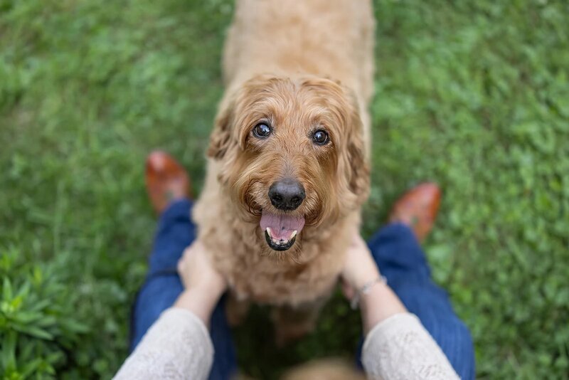 wall art of a small black dog jumping over a log