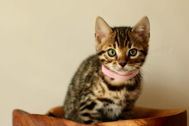 Diva x Bronco_Pink Girl_4