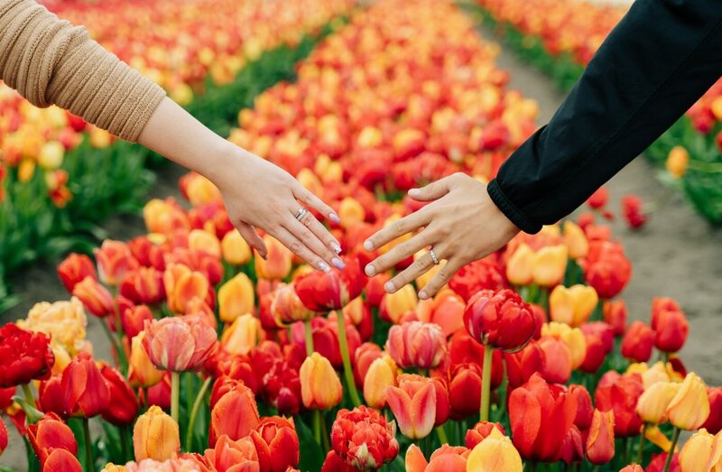 Hands over tulips – Close-up of two hands wearing wedding rings reaching toward each other above rows of colorful red and yellow tulips.