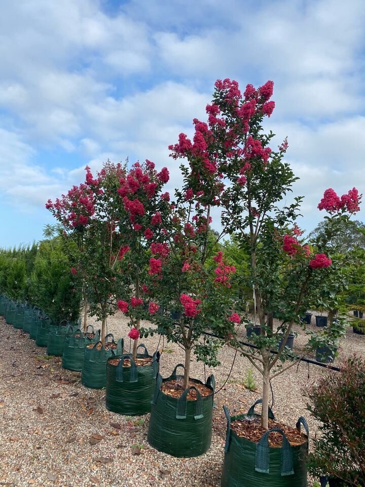 Crepe Myrtle Tuscarora - Lagerstroemia indica x fauriei 'Tuscarora' - Mature Trees Sydney  - Go Green Nurseries