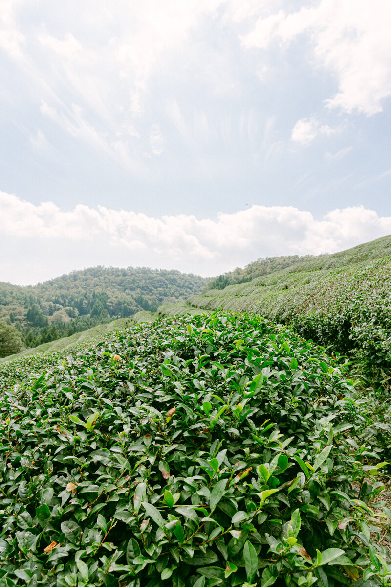 Spring editorial session photographed in the rolling green tea fields of Boseong, Korea by top luxury wedding destination photographer Michael Asmussen. Lush rows of matcha and soft light create a timeless setting for quiet romance and refined editorial storytelling.”  목가적인 보성 녹차밭에서 촬영된 봄 에디토리얼. 목적지 웨딩 포토그래퍼 마이클 아스무센이 담아낸 푸른 녹차밭과 부드러운 빛이 어우러진 고요하고 세련된 로맨스의 순간