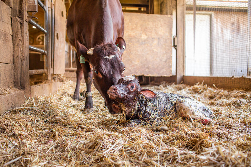 Milking Shorthorn cow and calf birth