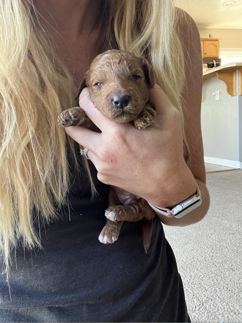 Screenshot 2024-08-27 at 11.59.07 AM