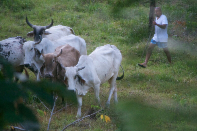 cow herd blue spirit costa rica