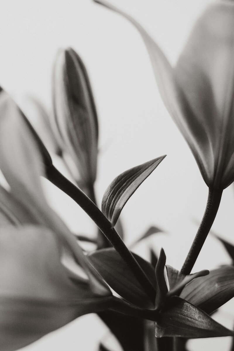Close up photo of lillies in black and white