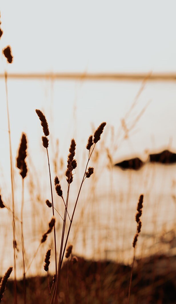 Wheat reeds blowing in the wind at sunset
