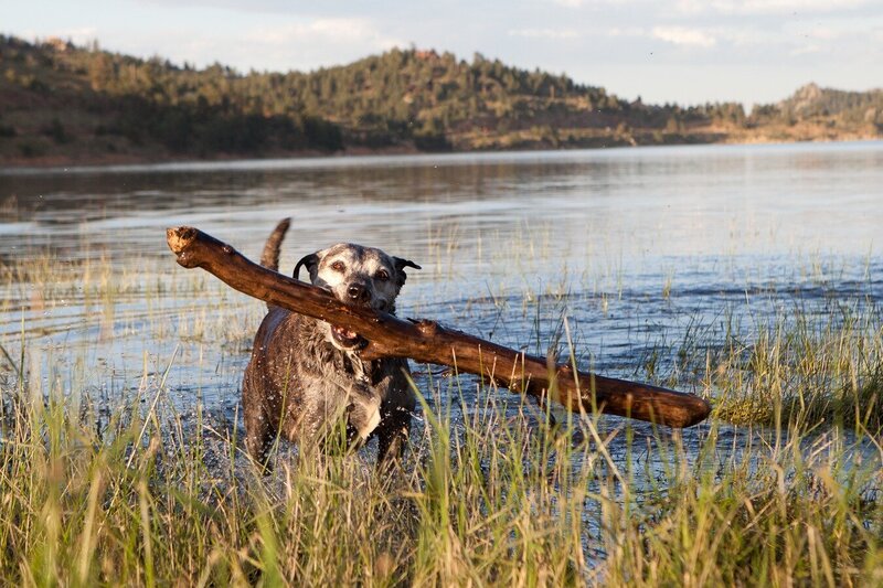 colorado-mixed-dog-retrieving-stick-in-lake-photo