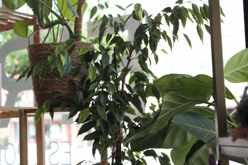 Plants sitting in a window at a salon