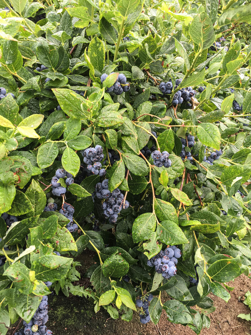 blueberry-washington