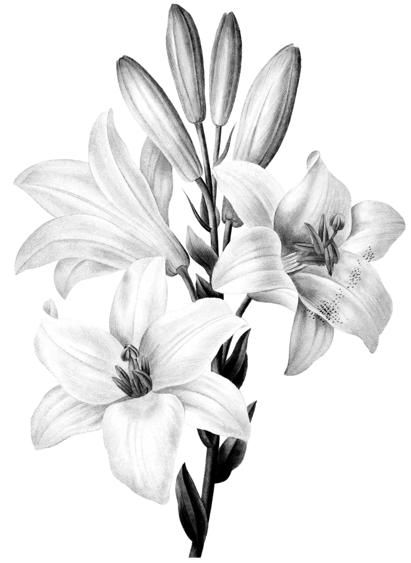 bundle of lilies