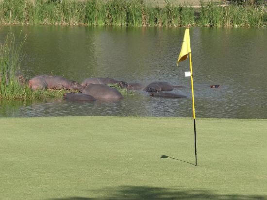 Skukuza Golf Course 8