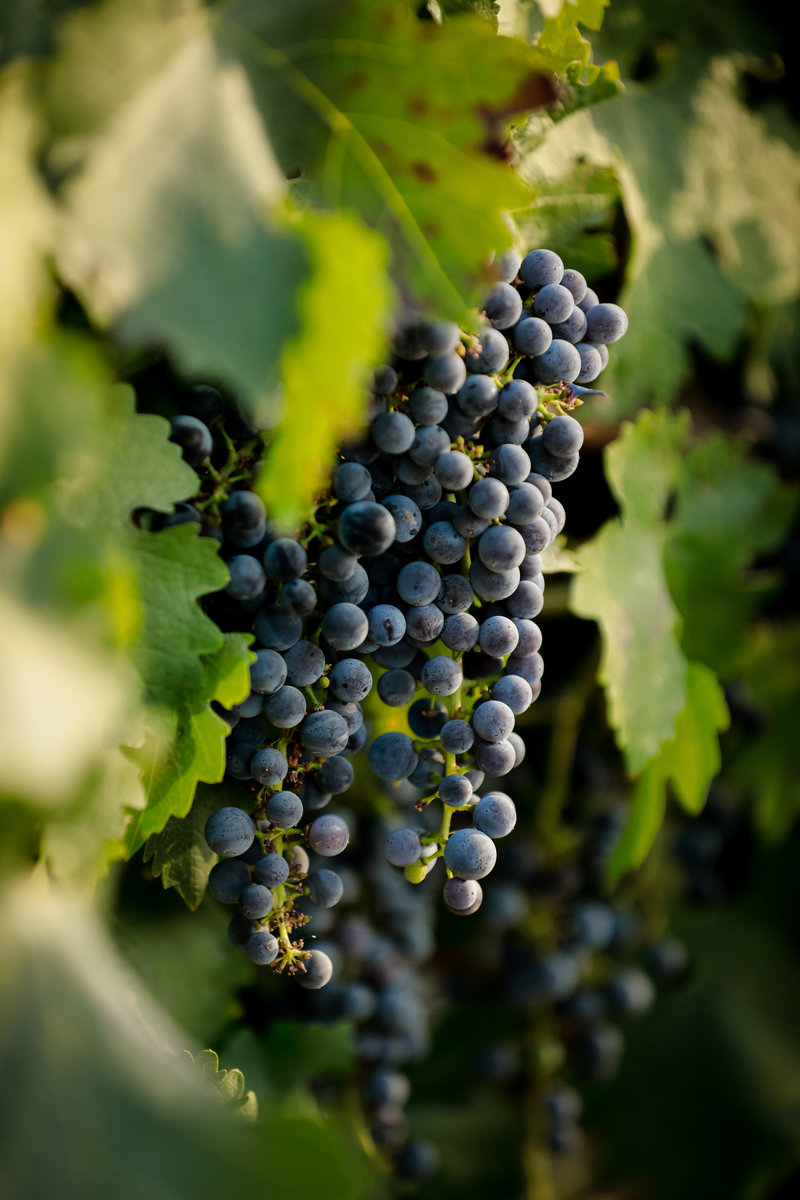 grape vine at oyster ridge