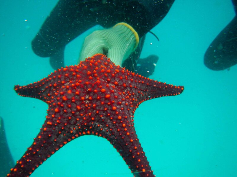 Expert naturalist guide showing a red starfish while snorkeling in turquoise waters off the Galápagos Islands, Ecuador ©Stephanie Dosch | theViatrix Luxury Travel