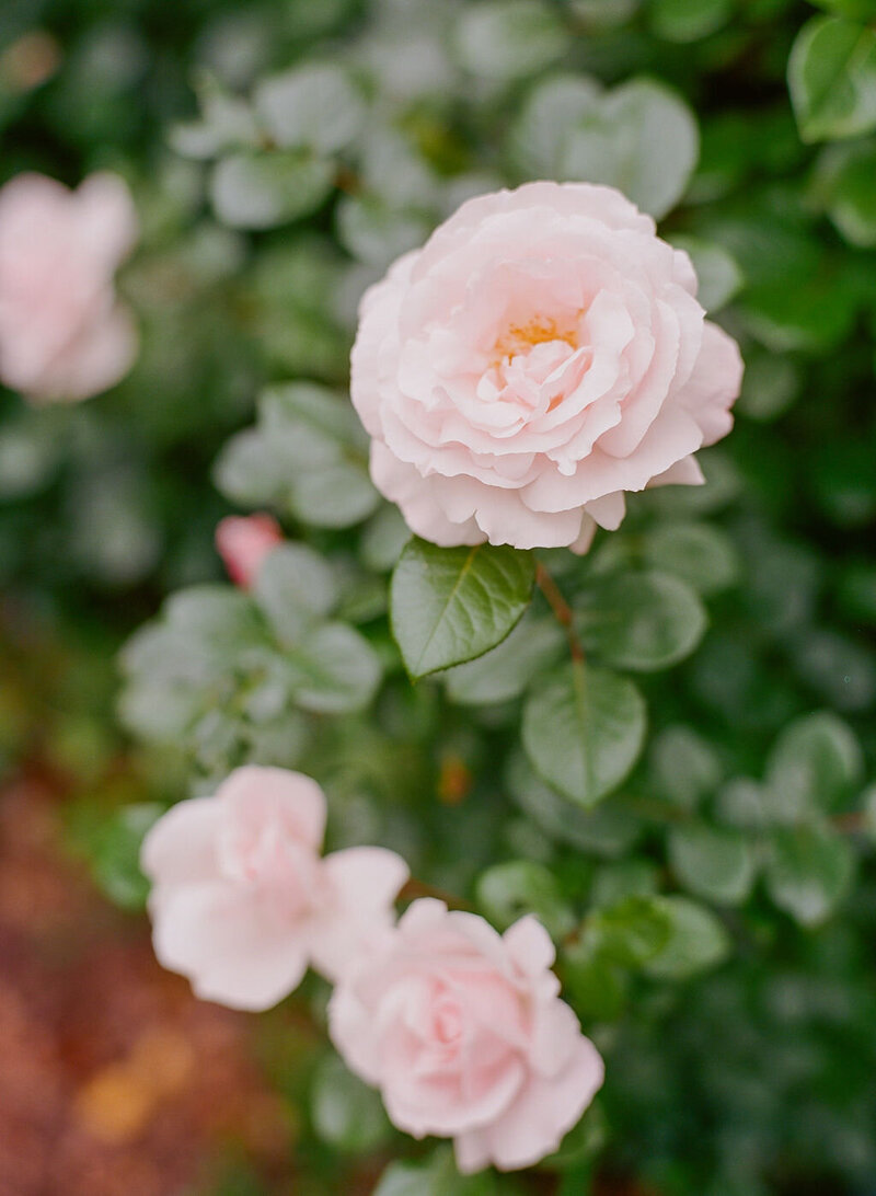 foxhill-garden-mount-vernon-alexandria-english-cottage-garden-roses-dahlia-tubers-by-laura-hooper