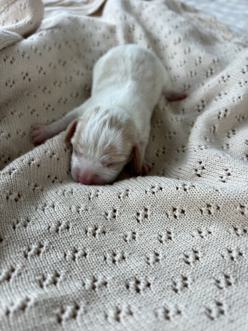 Pocket Beagle Puppies For Sale