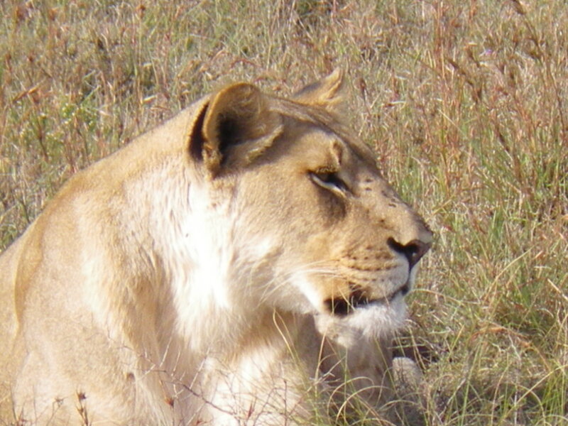 Watchful lioness in the South African sun