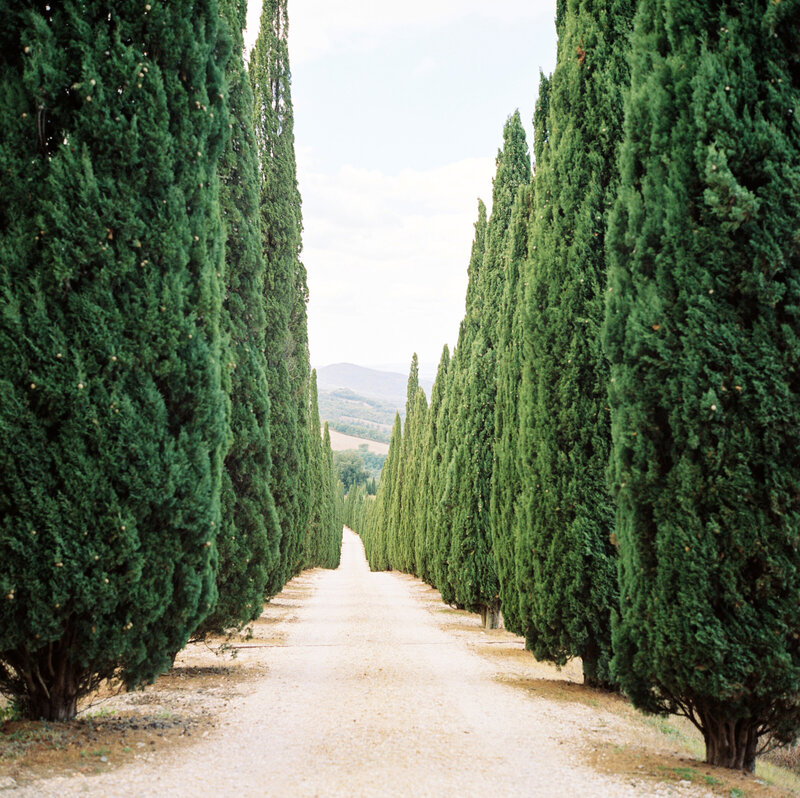 treelined path in Tuscany