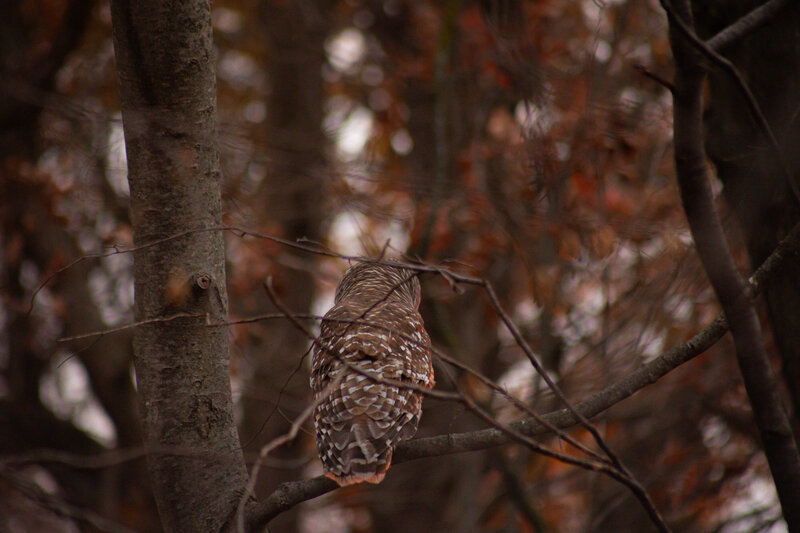 barred owl sitting in a tree