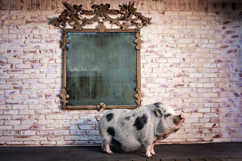 A spotted potbelly pig poses next to a brick wall.