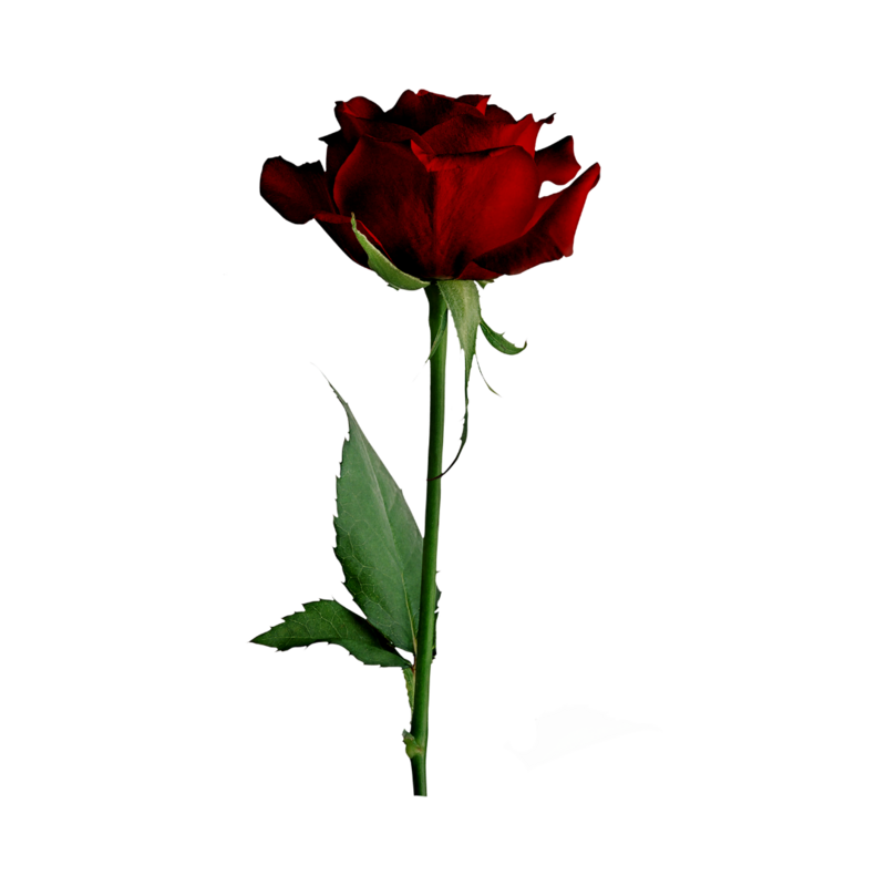 Red Rose for Elyana Studio Showit Website branding