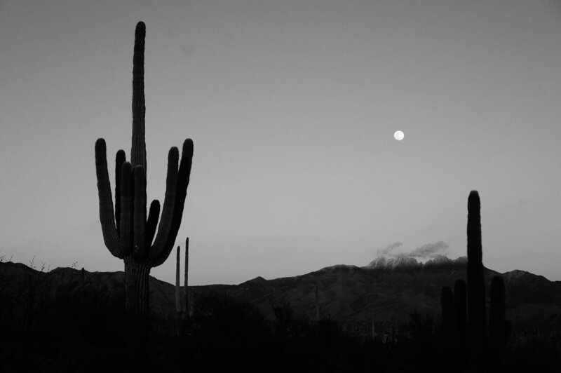 silhouette of cacti in Arizona