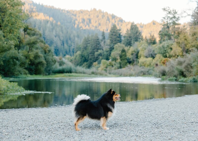 Joey Russian River Warm