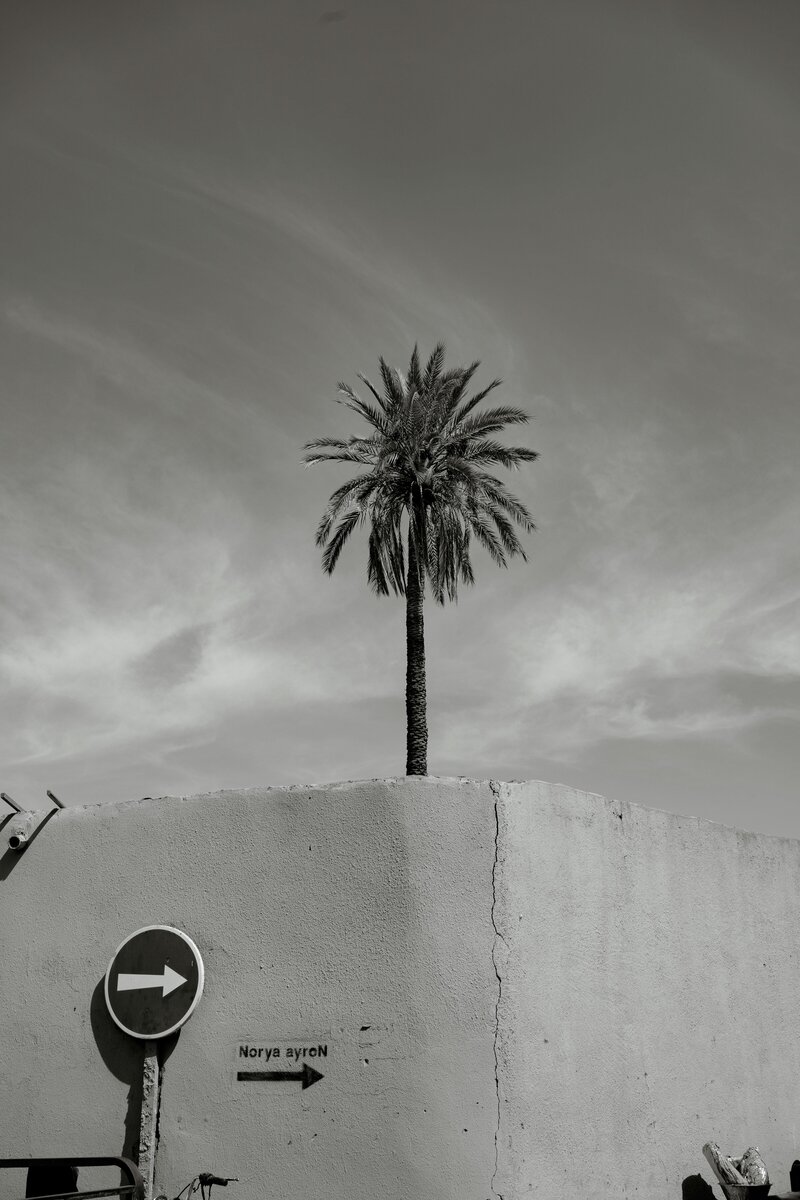 Black and white palm tree photo