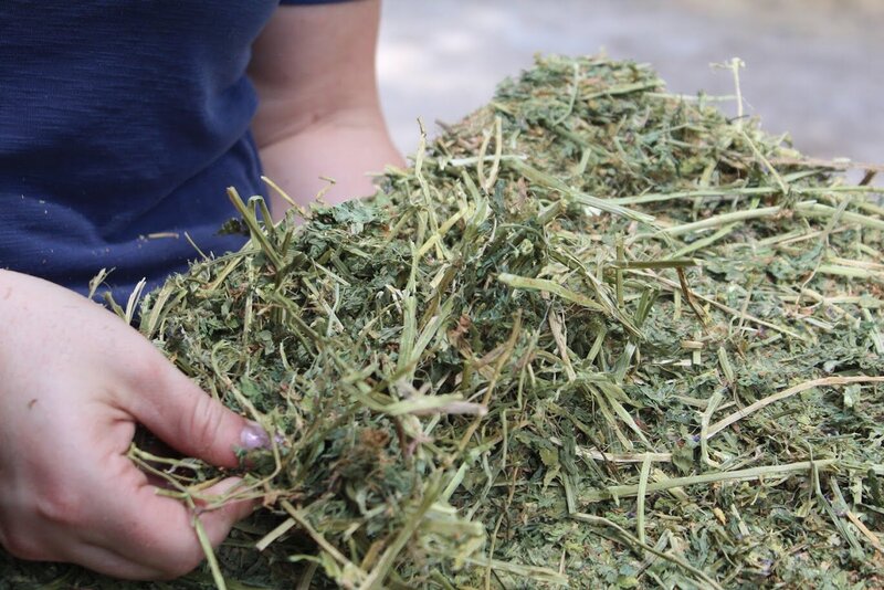 alfalfa