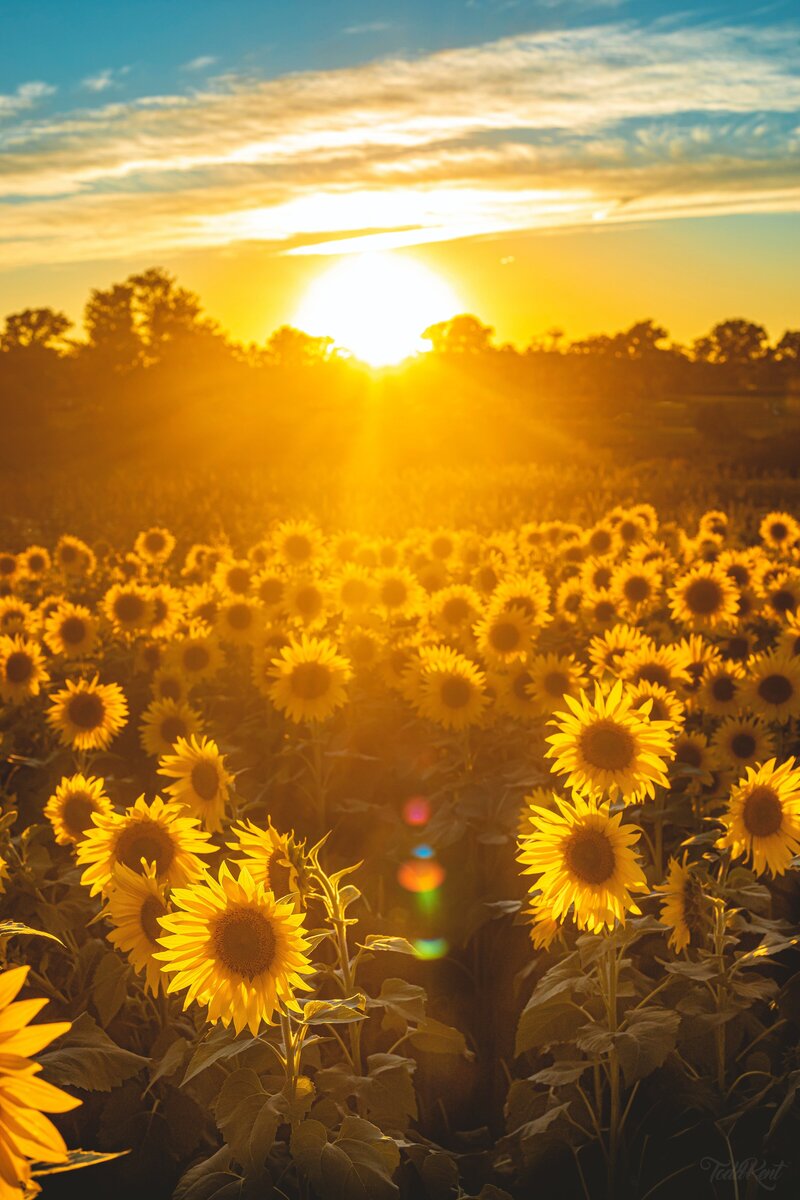 Sunflower Field Symbol of Hope for Miscarriage and Pregnancy Loss