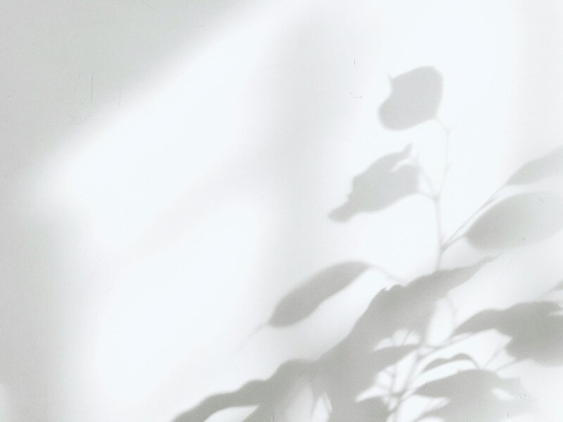 Shadows of leaves on a white wall