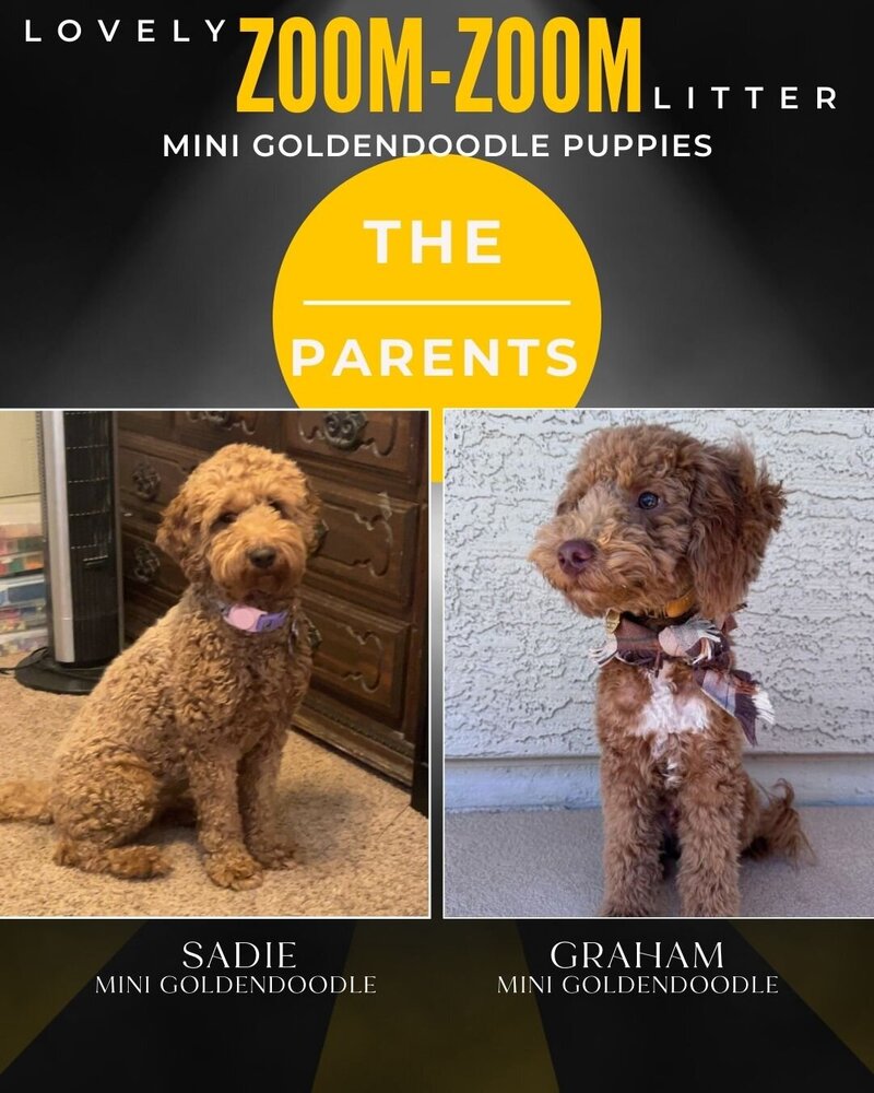 Zoom - The Parents