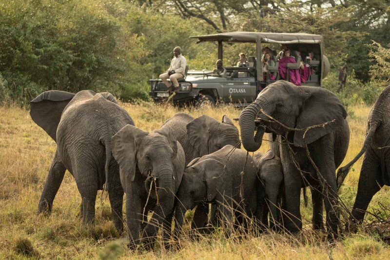safari elephants