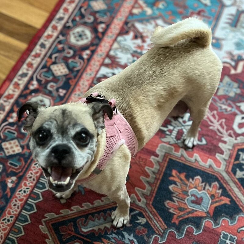 Coco (3)
