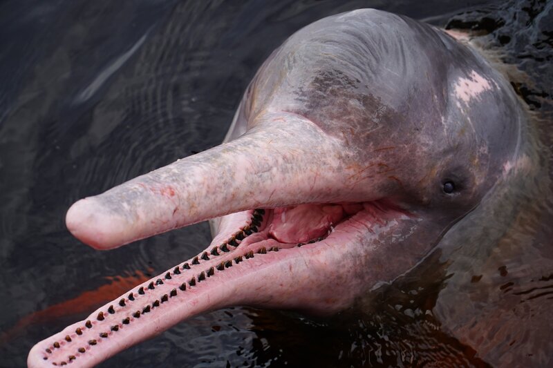 Brazil—Amazon River Dolphin or Pink Dolphin or Boto © Juerginho-shutterstock_2266136033
