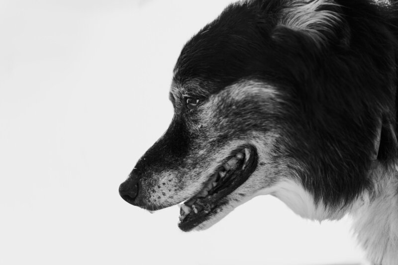 Natural Hudson Valley pet photography in Newburgh with soft light and true to life color