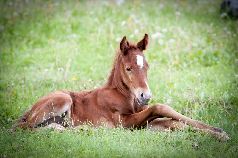 Mare Foal laying in the grass