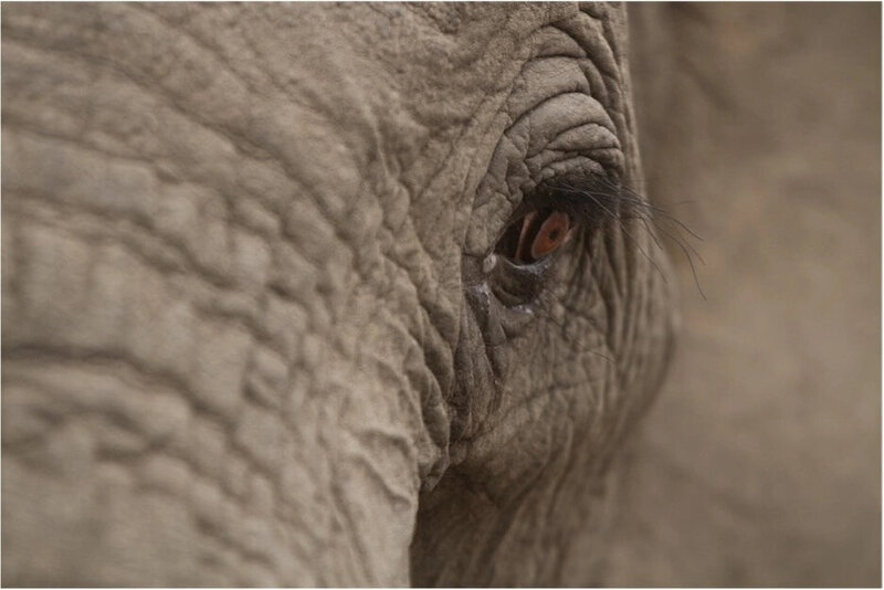Elephant_Eyes_Marc_Eschenlohr_