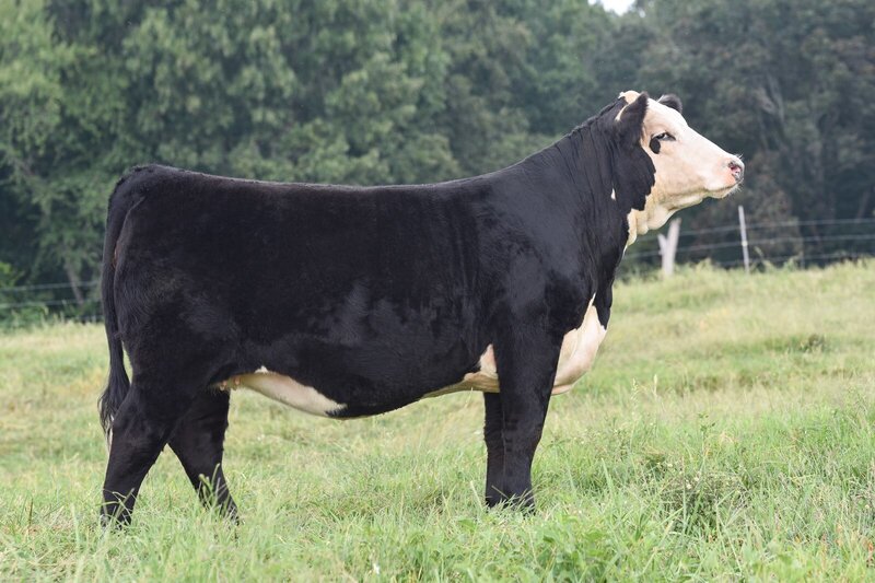 Black Hereford heifers and cows for sale