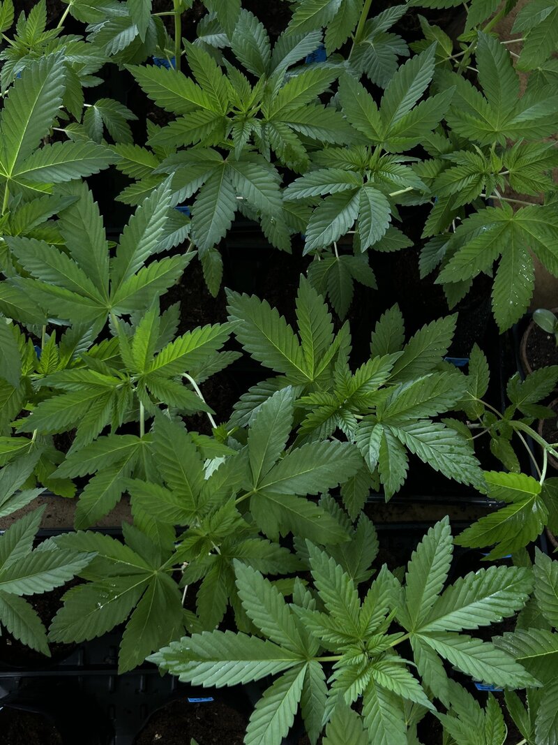 Overhead view of small cannabis plants
