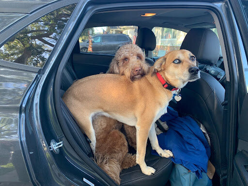 Melinda Fornero's do Daisy and furry friend emma