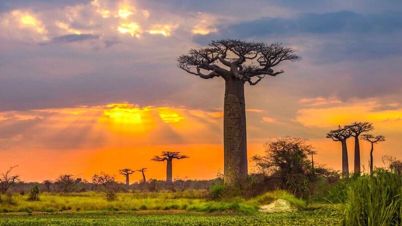 madagascar trees sunset